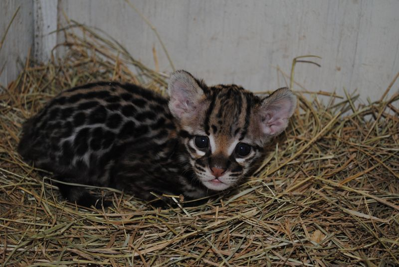 Illustration for article titled Important Developments in Cuteness: Ocelot Kitten